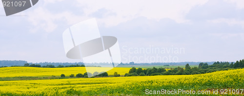 Image of Oilseed rape field