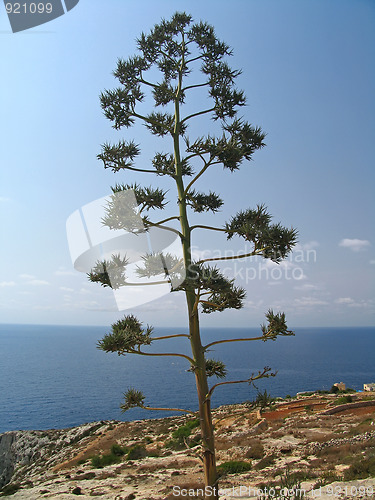 Image of Maltese "tree"