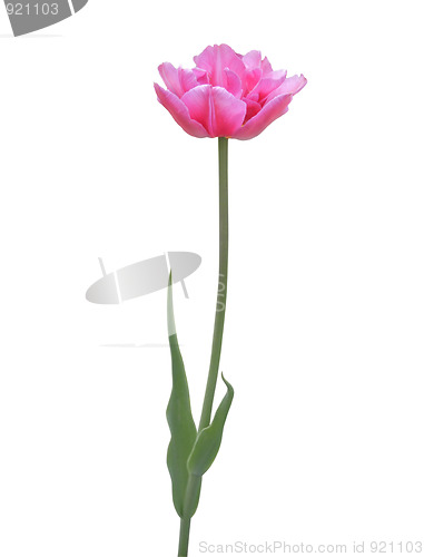 Image of Pink tulip on white background