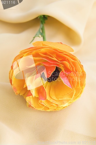 Image of Orange ranunkulyus on beige fabric