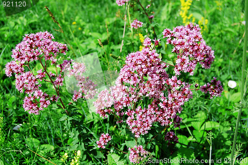 Image of Oregano2