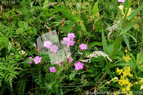 Image of Pink flowers in a meadow