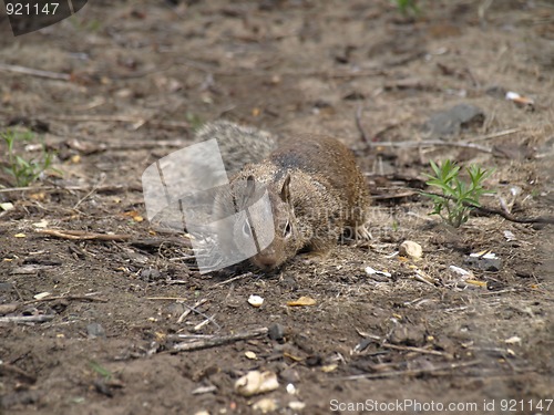 Image of California ground squirrel (Spermophilus beecheyi)