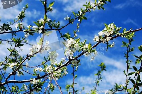 Image of Plum blossom