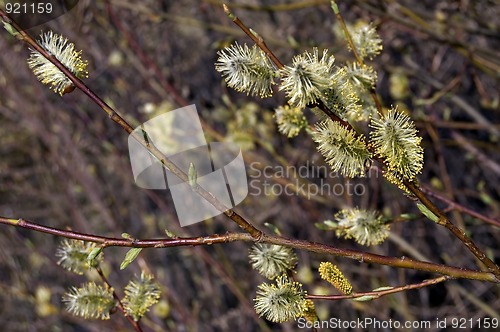 Image of pussy-willow_1