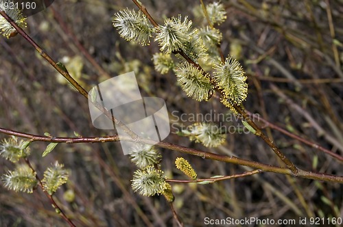 Image of pussy-willow_2