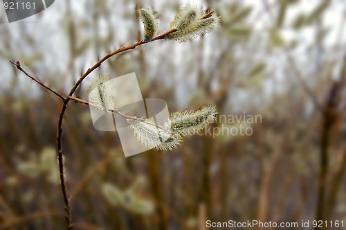 Image of pussy-willow_3
