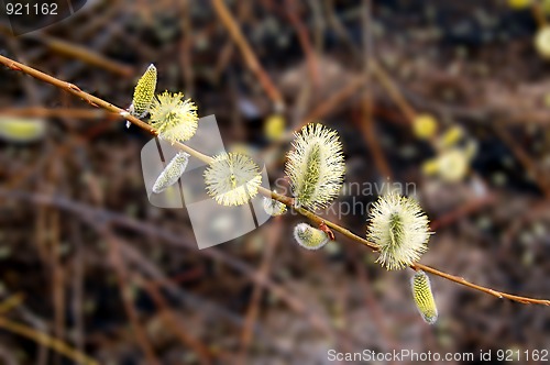 Image of pussy-willow_4