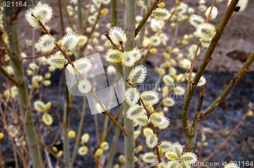 Image of pussy-willow_6