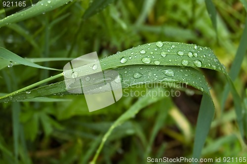 Image of Raindrops on grass