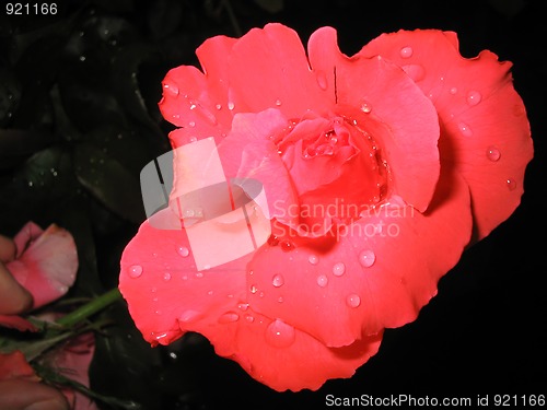 Image of Raindrops on Rose