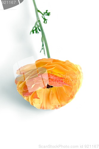 Image of Ranunkulyus orange