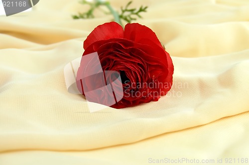 Image of Ranunkulyus red