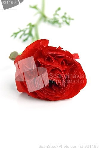 Image of Red ranunkulyus