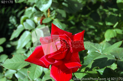 Image of red rose