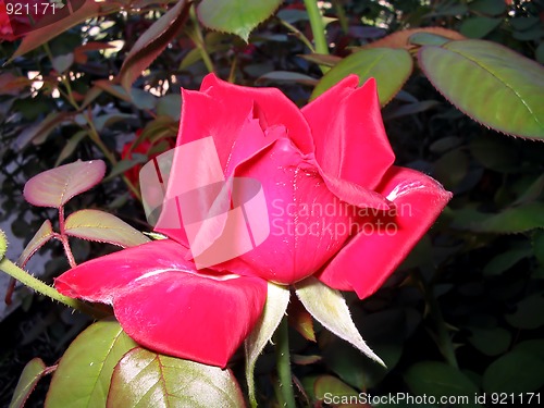 Image of Red rose bud