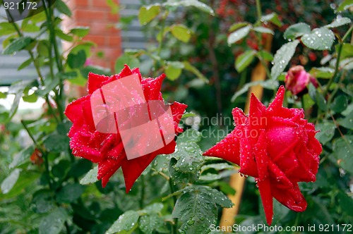 Image of Red roses