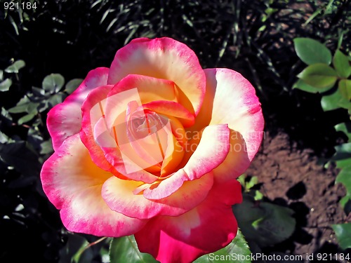 Image of Rose bloom