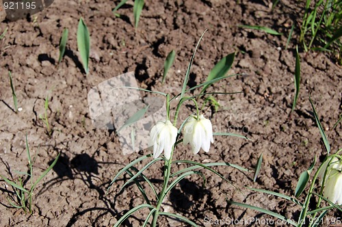 Image of Single flowers