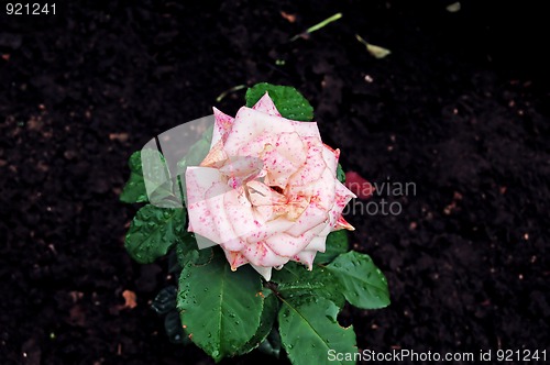 Image of Spotted Rose