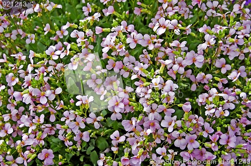 Image of Spring Flowers_1