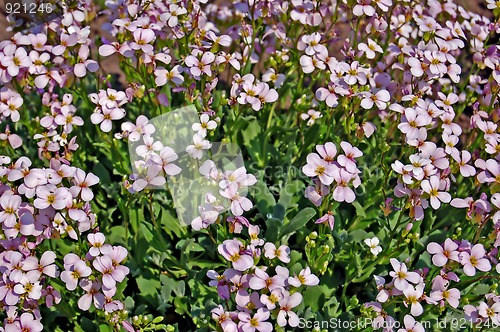 Image of Spring Flowers_4