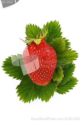 Image of Strawberries on green leaves