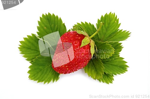 Image of Strawberries on green leaves_1