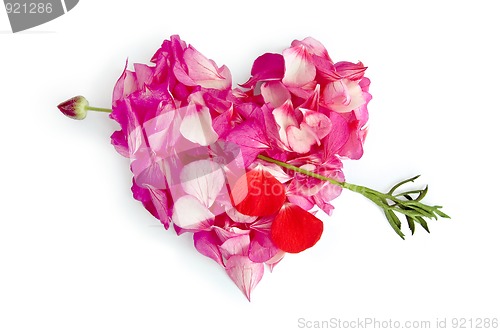 Image of The heart of the flower petals