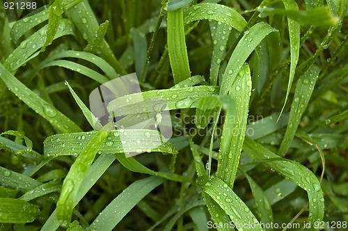 Image of The rain