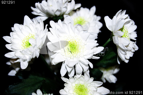 Image of The white chrysanthemum