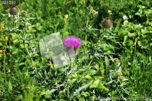 Image of Thistle