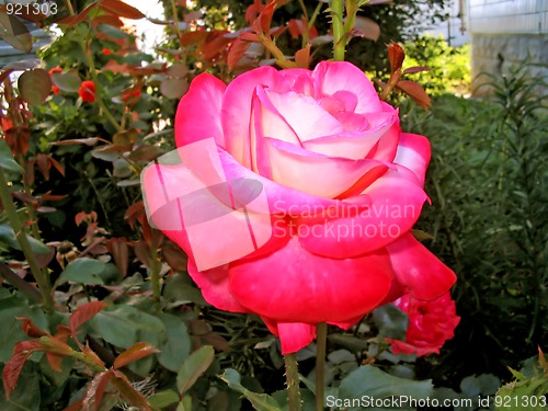 Image of White and pink roses