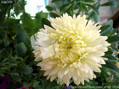 Image of white aster