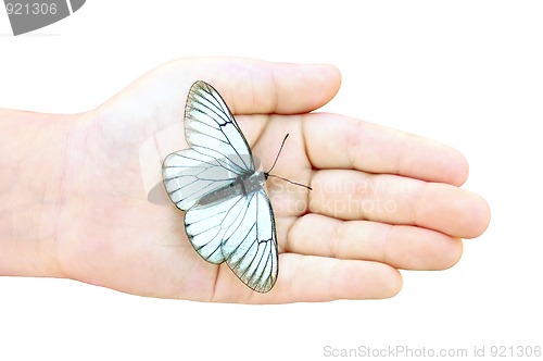 Image of White Butterfly