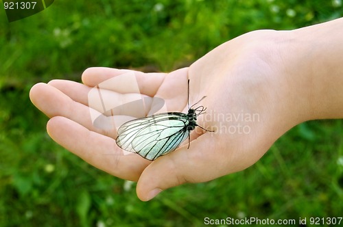 Image of White butterfly on the child hand