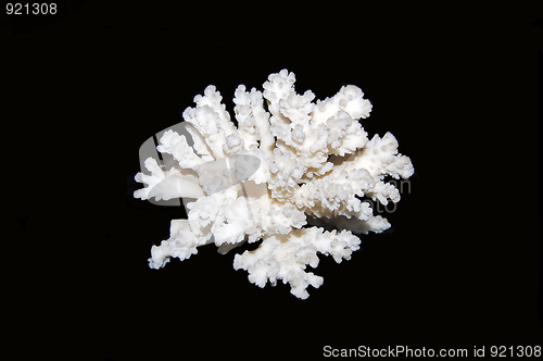 Image of White coral