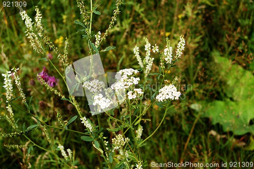 Image of White flowers in a meadow
