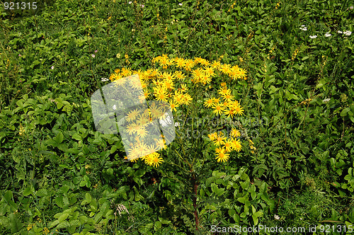 Image of yellow flowers