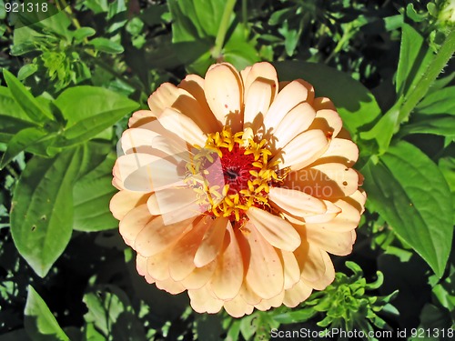 Image of zinnia