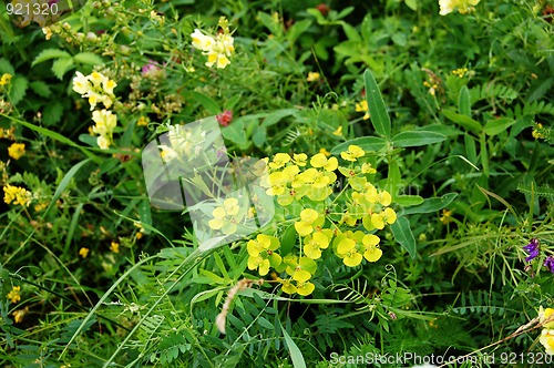 Image of Yellow flowers in a meadow