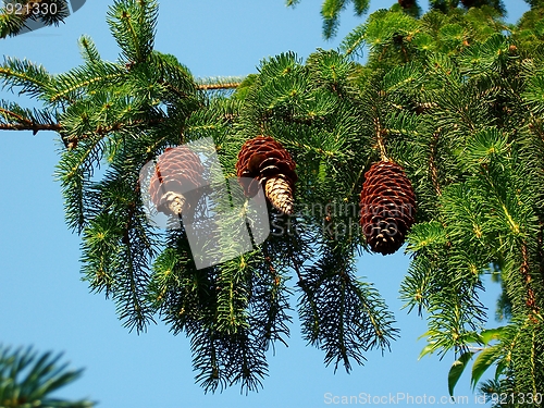 Image of Branch with fir cones