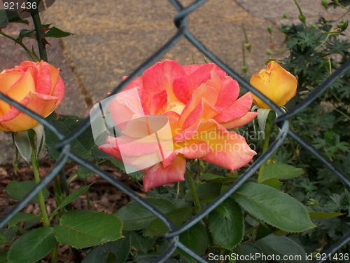 Image of Roses behind a barbed wire