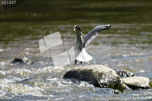 Image of Hunting Seagull