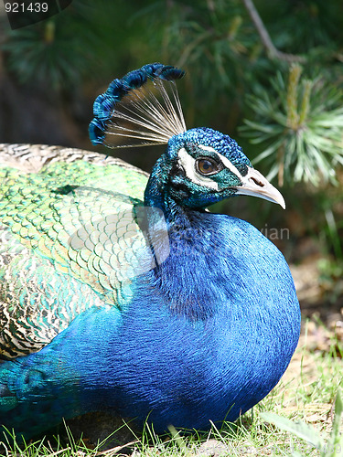 Image of Peacock