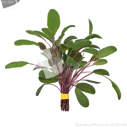 Image of Sage Herb Leaf Posy