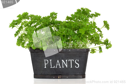 Image of Parsley Herb Plant