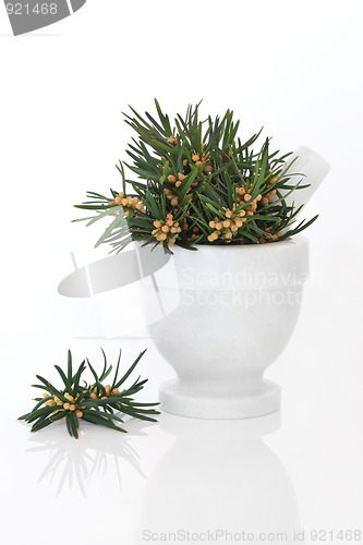 Image of Yew Leaf Sprigs