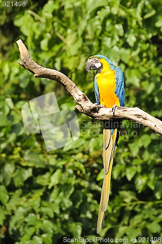 Image of Blue-and-yellow macaw