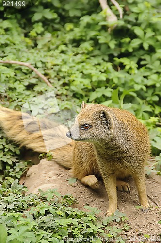 Image of Banded mongoose